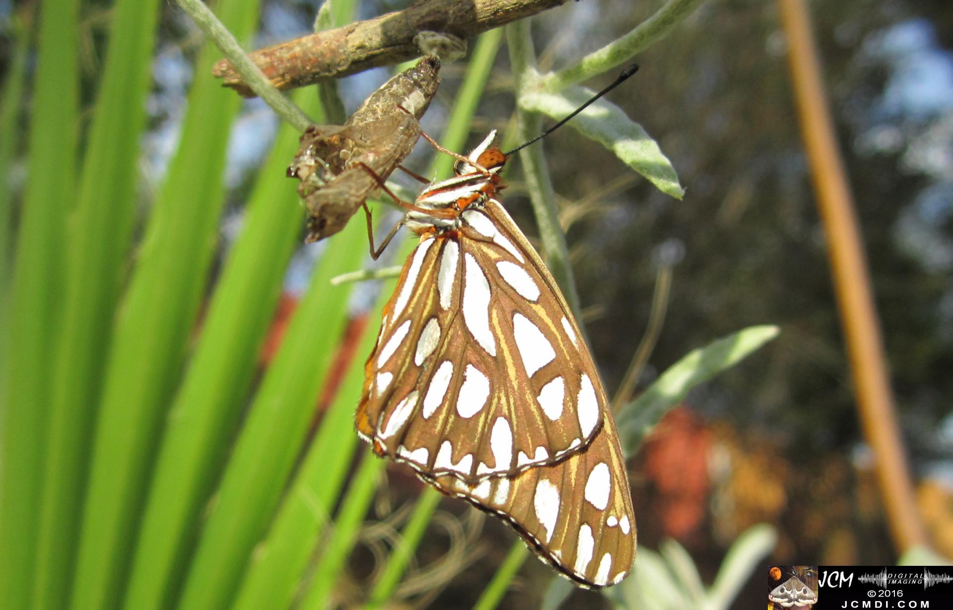 Gulf Fritillary Butterfly emerged in sunlight (JCMDI.COM)